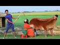 Must Watch Watermelon Chor New Trending Comedy Video 2024 😂 Cow Milking Funny Video Episode 303