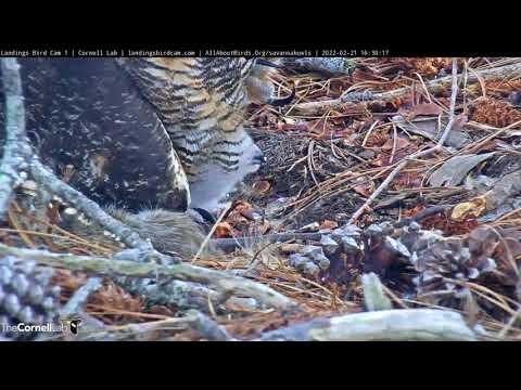 Owlet Pokes Head Out From Under Female | Savannah Great Horned Owls – Feb 21, 2022