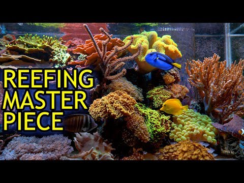 Amazing Show Reef Tank of Scott Anderson of Mile High Reefers