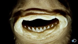 The Vicious Cookiecutter Shark | Jaws Strikes Back