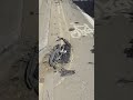 Lamborghini Showoff Expensive accident 😱😬 #lamborghini #expensive #accident #new #expensivemistakes
