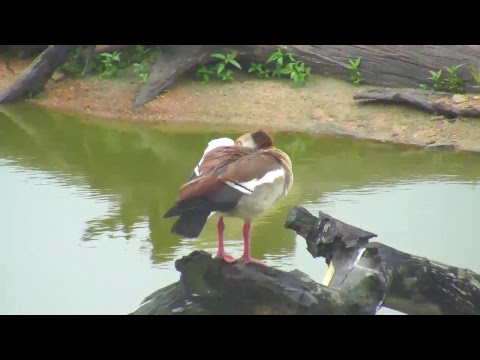 Djuma Private Game Reserve Live Stream