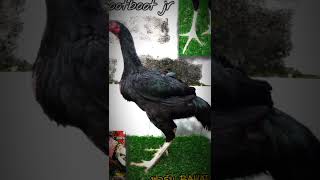 Download lagu ayam pakhoy x mangon || tulangan, kasar badak // Rootboot BL  x Bram BL // calon brakot brakot 😍 mp3