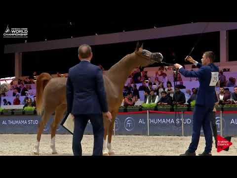 N.25 POGANINKA - Paris 2017 - Junior Fillies (Class CM2A)