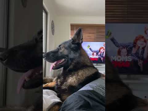 Police Dogs Never Forget