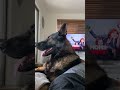 Police Dogs Never Forget