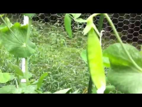 Growing Snow Peas in the Garden