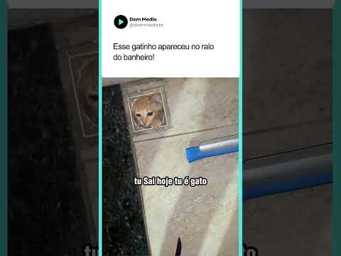 Esse gatinho apareceu no ralo do banheiro! 😮😸