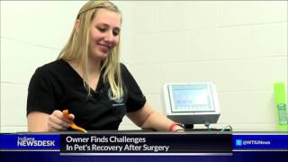 Water Treadmill Therapy Helps Injured Dogs Recover