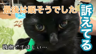 暗闇で鳴いてた黒猫キキ、最後は眠そうに近づいてくる