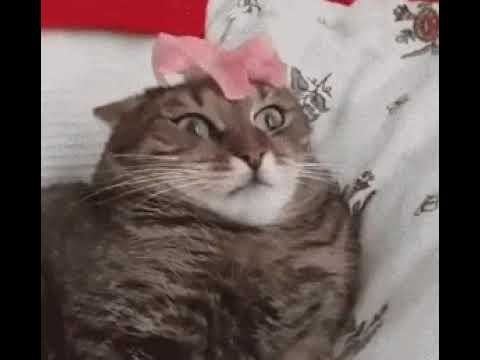 Look what's happening to cat 😸