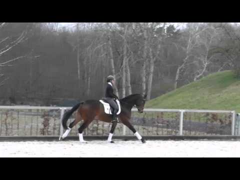 Dante‘s Peak v. Decurio - Wanderfürst geb. 2012 Wallach