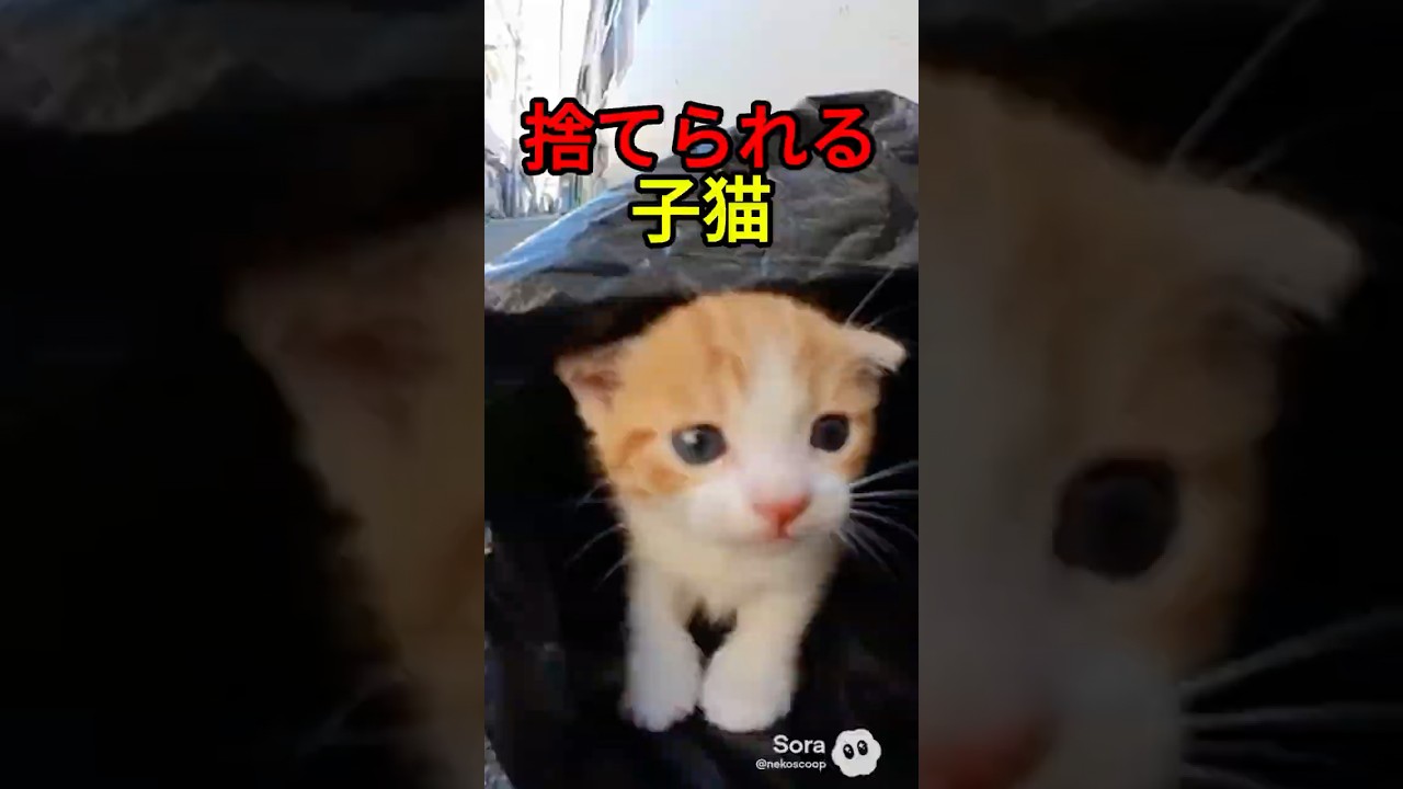 捨てられそうな子猫を救った野良猫【猫感動物語】 #shorts