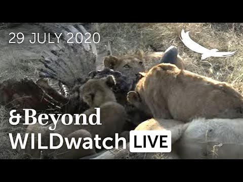 WILDwatch Live | 29 July, 2020 | Afternoon Safari | South Africa