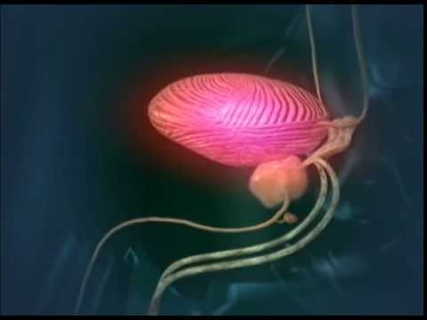 Was ist die Prostata und ob es übertragen wird Fenchel in der Behandlung von Prostata