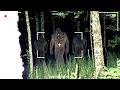 Hunters Capture Incredible Bigfoot Footage With High Tech Gear Expedition X