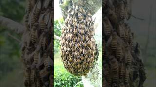 Download lagu Bee's looking dangerous #music #bgm mp3 Download lagu Bee's looking dangerous #music #bgm mp3