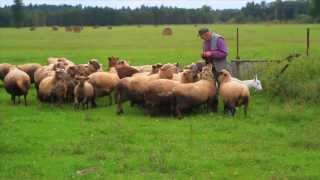 A Trip to the Estonian Countryside