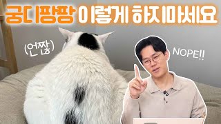 고양이 궁디팡팡, 제발 이렇게 하지 마세요 (feat.수의사)