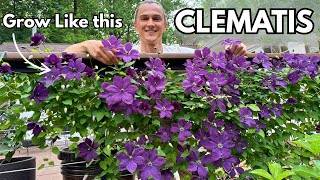 CLEMATIS - Tips for Growing Lots of Flowers - How to Grow & Train Plants