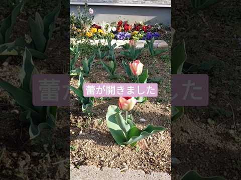 オウムのチューリップ 植物