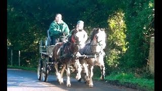 preview picture of video 'Training scurry driving pair Spud and Millie on the roads.'