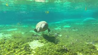 preview picture of video 'Baby Manatee Weeki Wachee'
