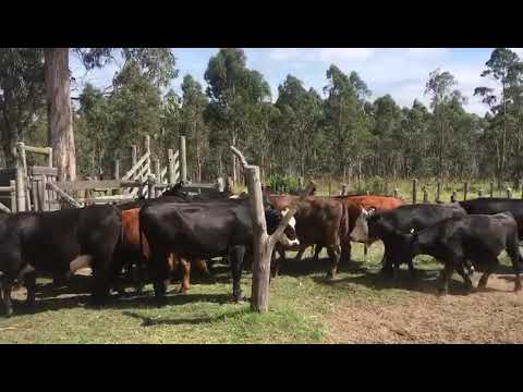 25 novillos molles de aigua