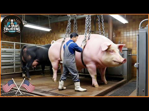 How Chinese Farmers Process 100 Pigs A Day In A Factory | Farming Documentary