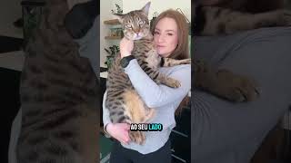 adote um gato  fará bem para sua saúde