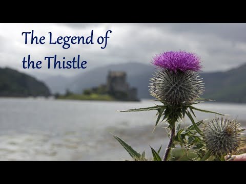 image-What do thistle flowers symbolize?