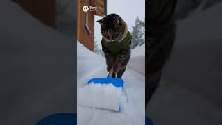 除雪にゃんこ #猫 #生成ai #cat #shorts
