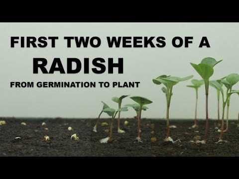 Timelapse - First two weeks of a radish (from germination to plant)