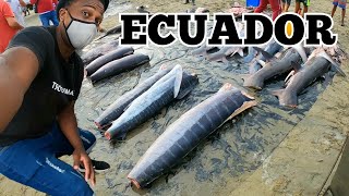 Ecuador Exotic Fish Market Products - Choped Shark 🇪🇨