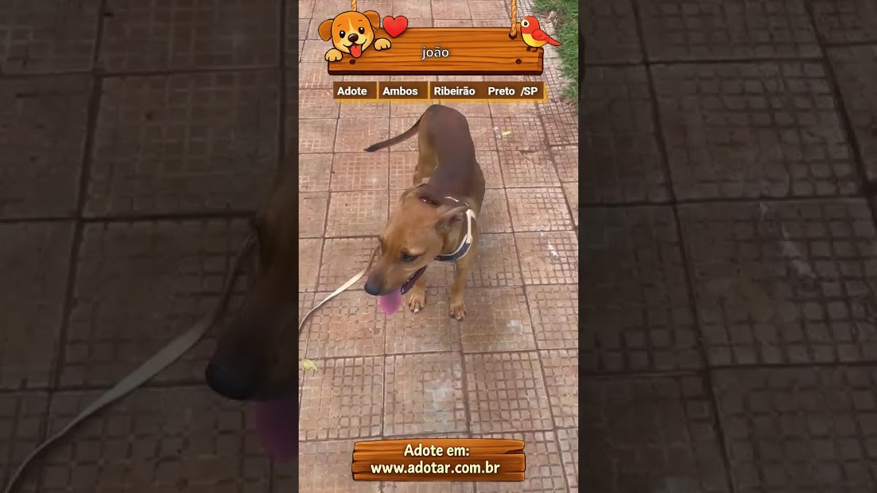 Cachorro raça SRD-ViraLata idade 7 a 11 meses nome joão