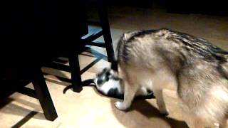 Husky vs. Kitten
