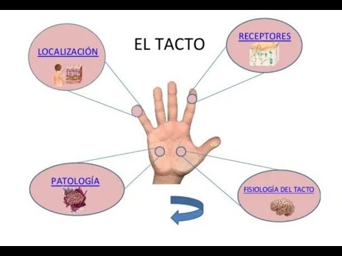 El Sentido Del Tacto