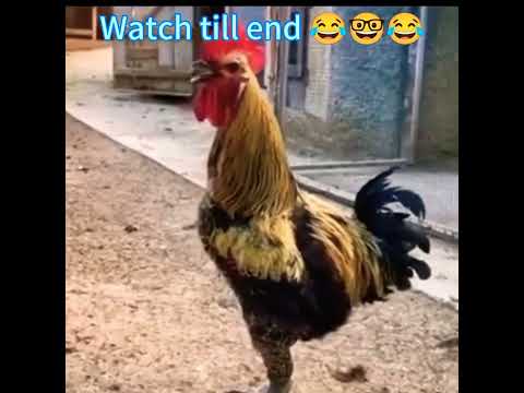 Murgha ko shrab funny clip Mp4 3GP Video & Mp3 Download unlimited Videos Download Murgha ko shrab funny clip Mp4 3GP Video & Mp3 Download unlimited Videos Download
