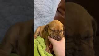 Video preview image #1 Staffordshire Bull Terrier-Unknown Mix Puppy For Sale in Holly Springs, NC, USA
