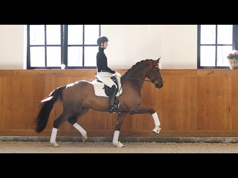 Hengst Tesoro (Total Diamond PS - Vitalis - Rosario) 2025