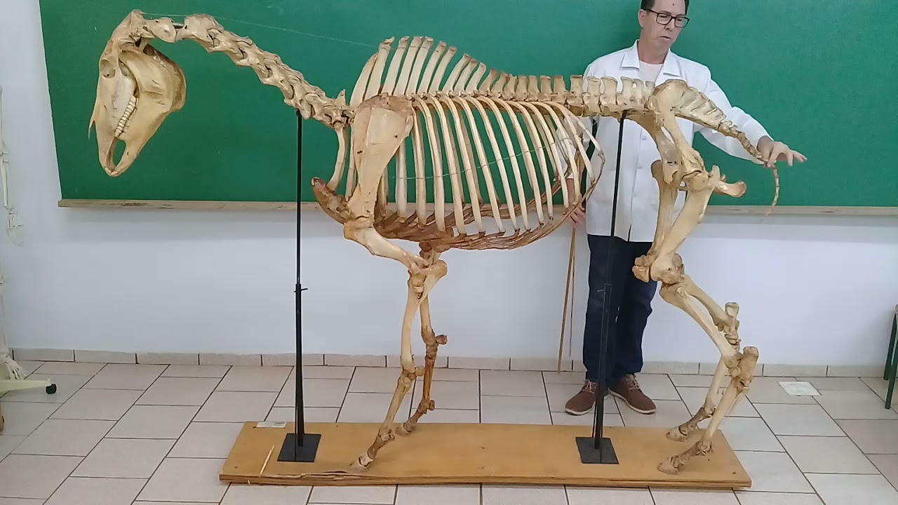 Planos, eixos e delimitações.