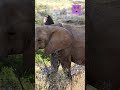 Elephant Trumpets Can Blow Shorts