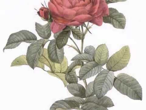 bal thu ko chit lal   YouTube