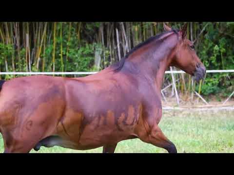 BARRIGA QUEBRA LUZ DO PURUNÃ