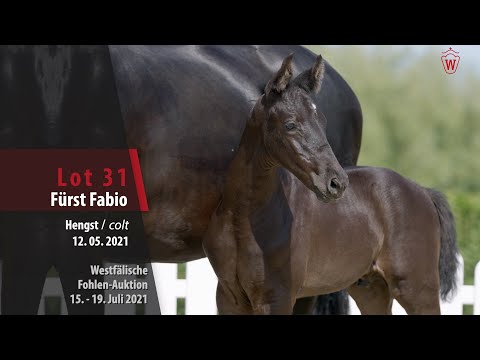 Westfälische Fohlen-Auktion Lot 31 Fürst Fabio Hengst v. Finest - Voyageur