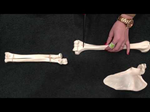 The Humerus