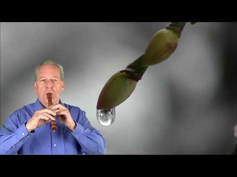 Blockflötenmusik ADAGIO von J Chr Pepusch