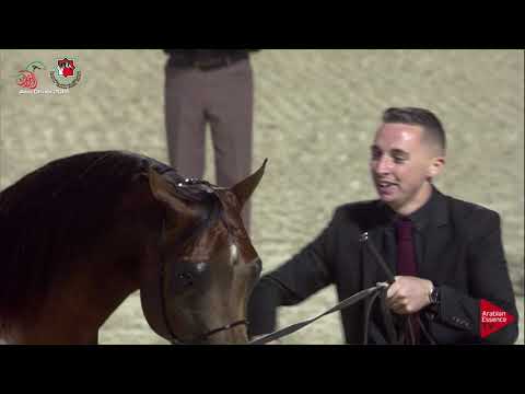 N 567 HILAL AL SAYED   UAE Nationals 2019