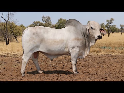 CRE BRAHMAN PRESENTS CRE2254 at Au Albidus 25 October 2025