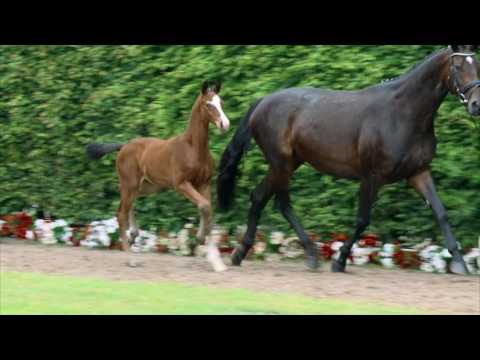 50 Skyline Hengst v. Sir Heinrich - Ehrenpreis